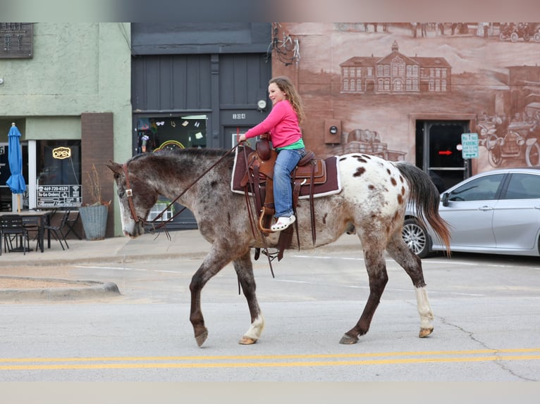 Appaloosa Gelding 13 years 15.1 hh Chestnut in Forney