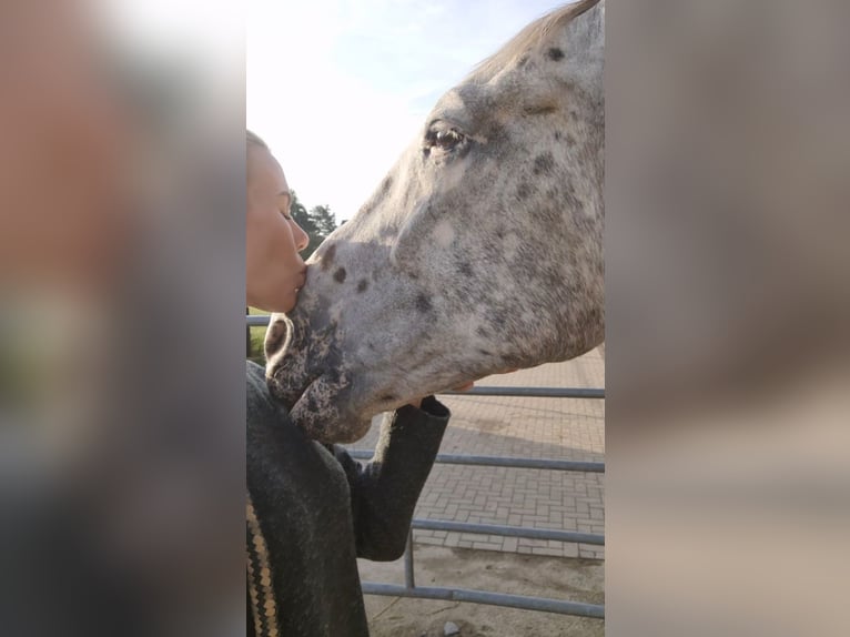 Appaloosa Gelding 13 years 15,1 hh Gray in Odenthal