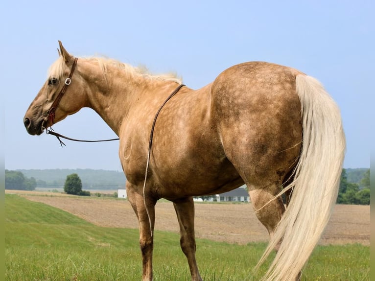 Appaloosa Gelding 12 years 14,3 hh Palomino in Woodstock IL