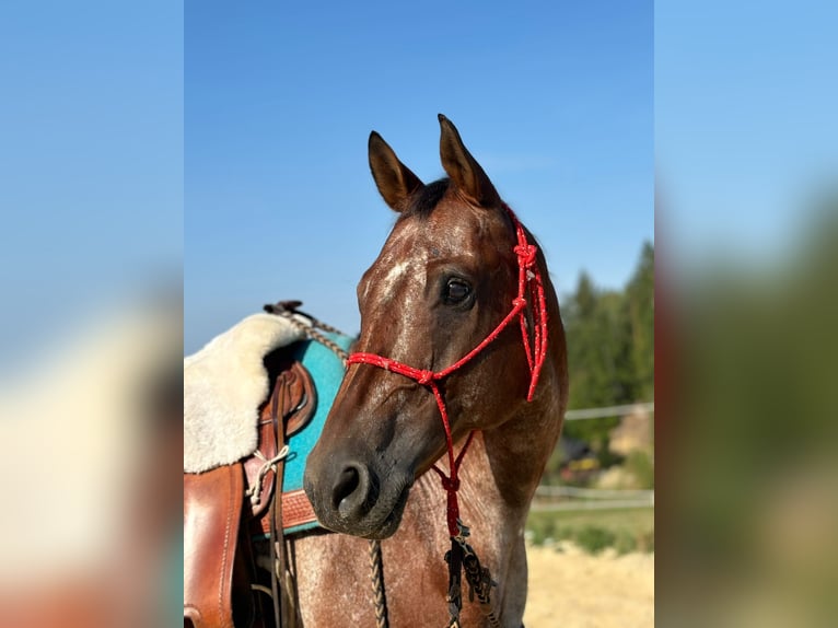 Appaloosa Gelding 13 years 15.2 hh Brown in Ober Sankt Thomas