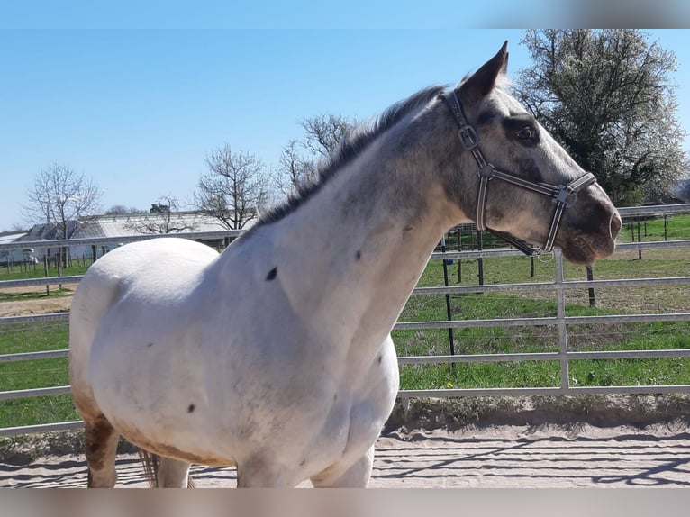 Appaloosa Gelding 13 years 15.2 hh  in Stuttgart