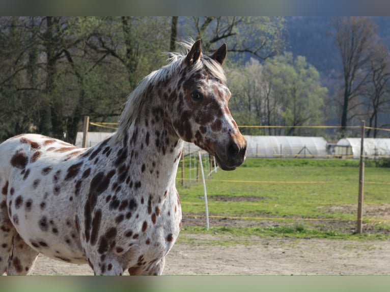 Appaloosa Gelding 13 years 15 hh Leopard-Piebald in Quartino