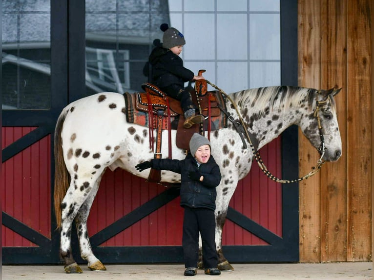 Appaloosa Gelding 13 years 15 hh Leopard-Piebald in Rebersburg