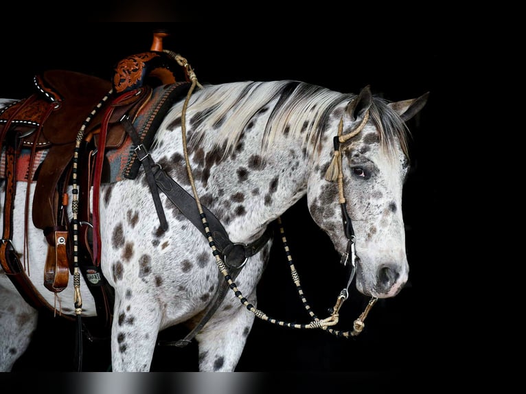 Appaloosa Gelding 13 years 15 hh Leopard-Piebald in Rebersburg