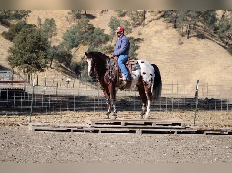 Appaloosa Gelding 13 years 15,1 hh Bay in Paicines CA