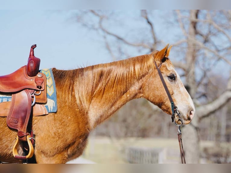 Appaloosa Gelding 13 years 15,1 hh Chestnut in rINEYVILLE ky
