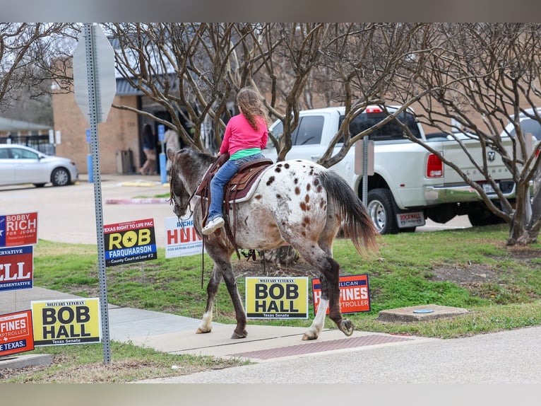 Appaloosa Gelding 13 years 15,1 hh Chestnut in Forney