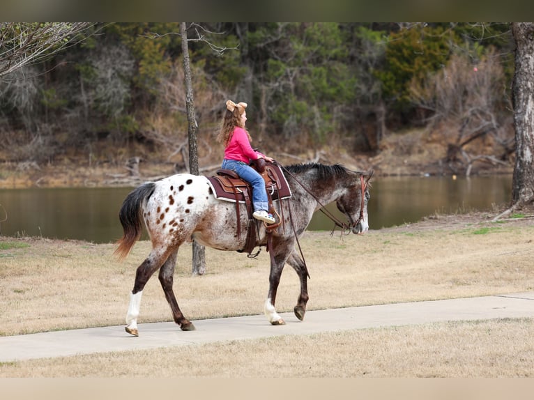 Appaloosa Gelding 13 years 15,1 hh Chestnut in Forney