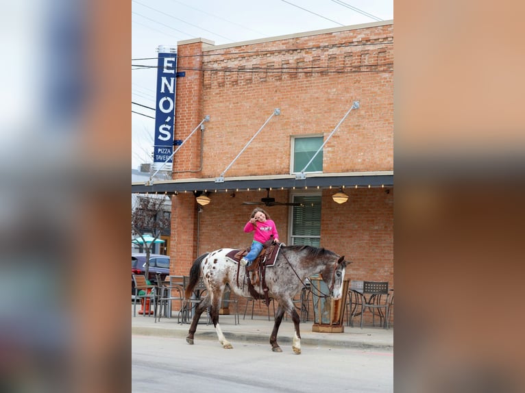 Appaloosa Gelding 13 years 15,1 hh Chestnut in Forney
