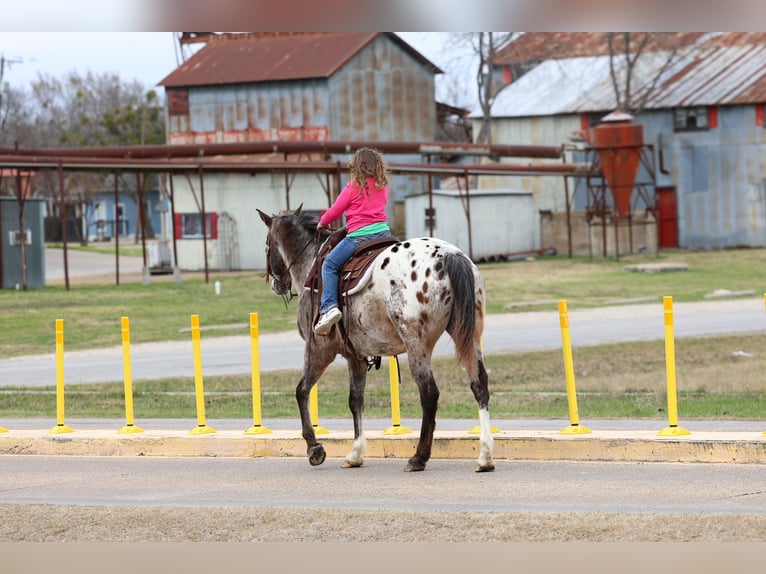 Appaloosa Gelding 13 years 15,1 hh Chestnut in Forney