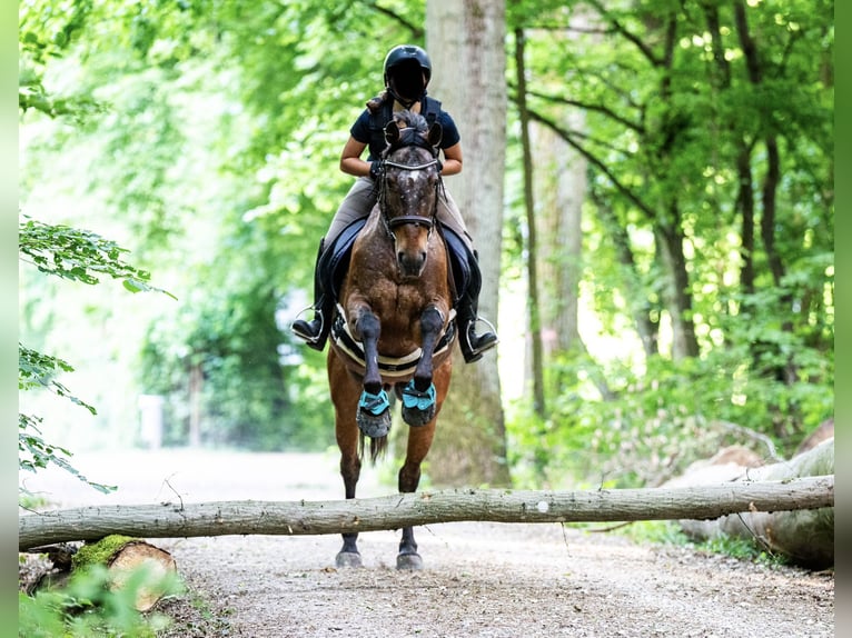 Appaloosa Mix Gelding 13 years 15,2 hh Leopard-Piebald in Kronberg im Taunus