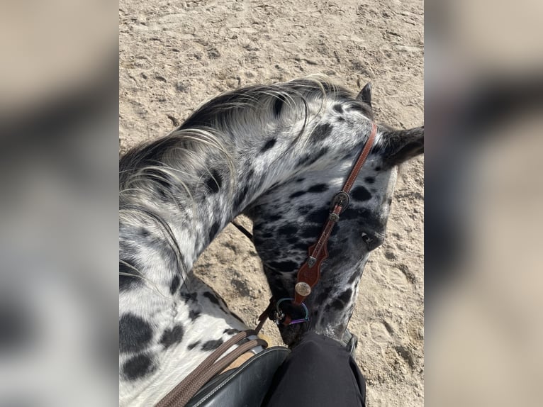 Appaloosa Gelding 13 years 16 hh Leopard-Piebald in Netzschkau