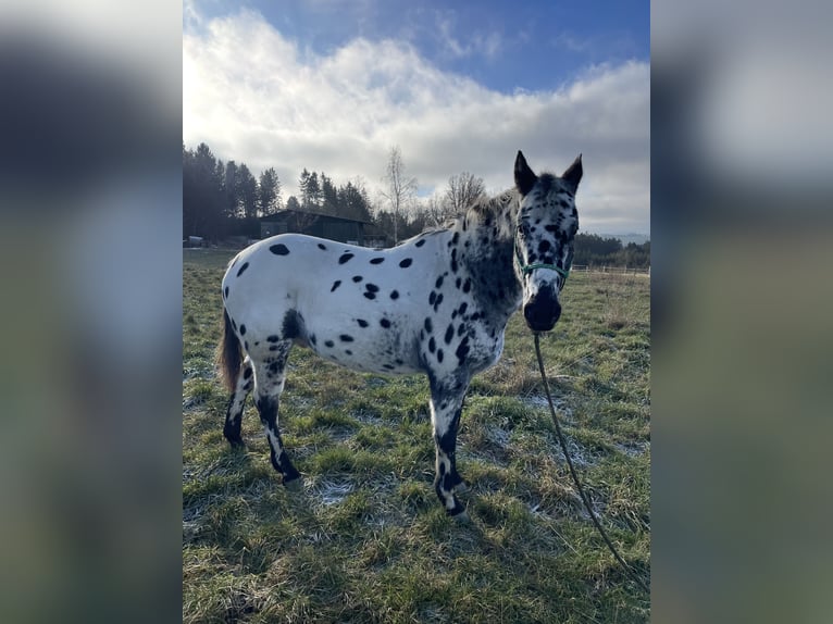 Appaloosa Gelding 13 years 16 hh Leopard-Piebald in Netzschkau