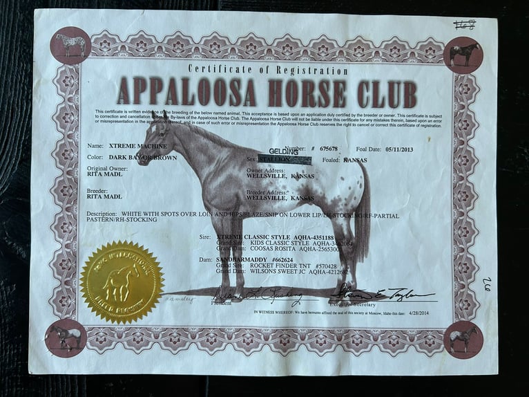 Appaloosa Gelding 13 years 16 hh Leopard-Piebald in Bonita