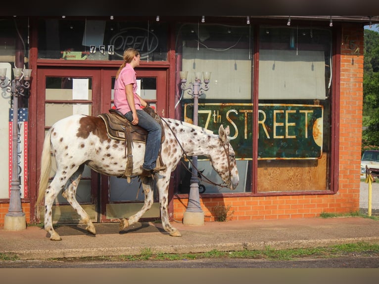 Appaloosa Gelding 13 years Chestnut in Rusk TX