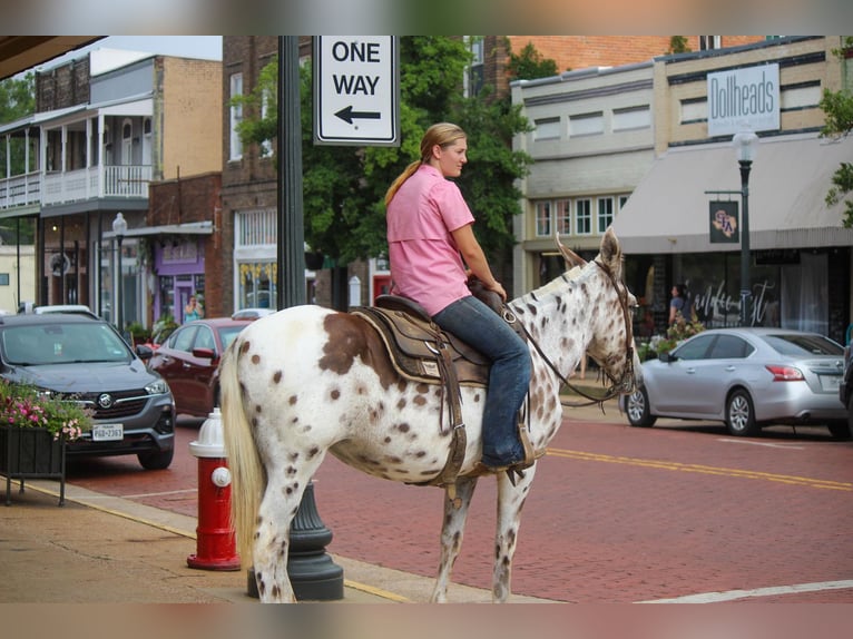 Appaloosa Gelding 13 years Chestnut in Rusk TX