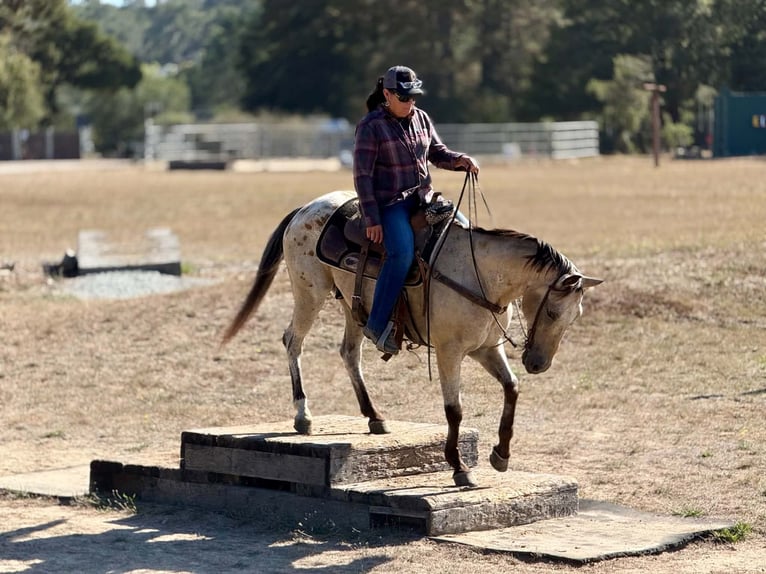 Appaloosa Gelding 14 years 13 hh Buckskin in Tres Pinos