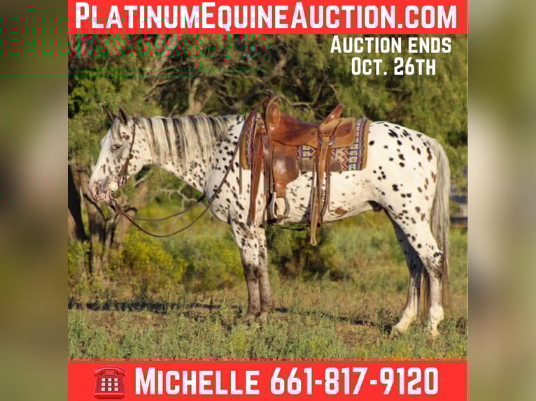Appaloosa Gelding 14 years 14,1 hh Chestnut-Red in Stephenville TX