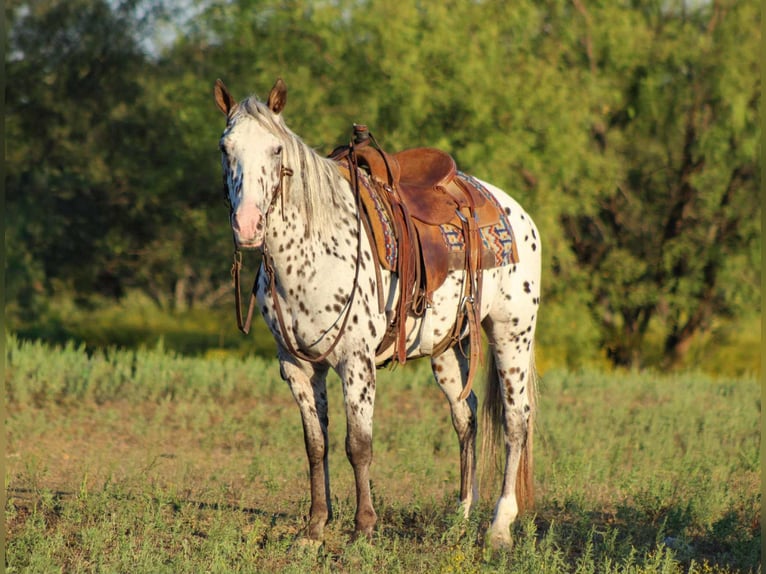 Appaloosa Gelding 14 years 14,1 hh Chestnut-Red in Stephenville TX