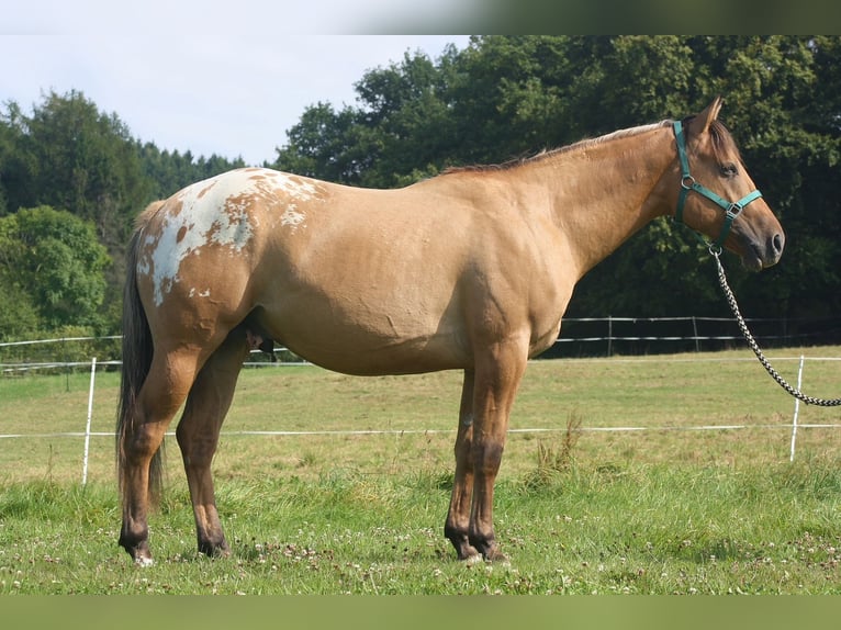Appaloosa Gelding 14 years 14.2 hh Dun in Schieder-Schwalenberg