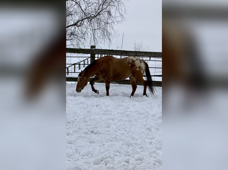 Appaloosa Gelding 14 years 14.2 hh Dun in Schieder-Schwalenberg