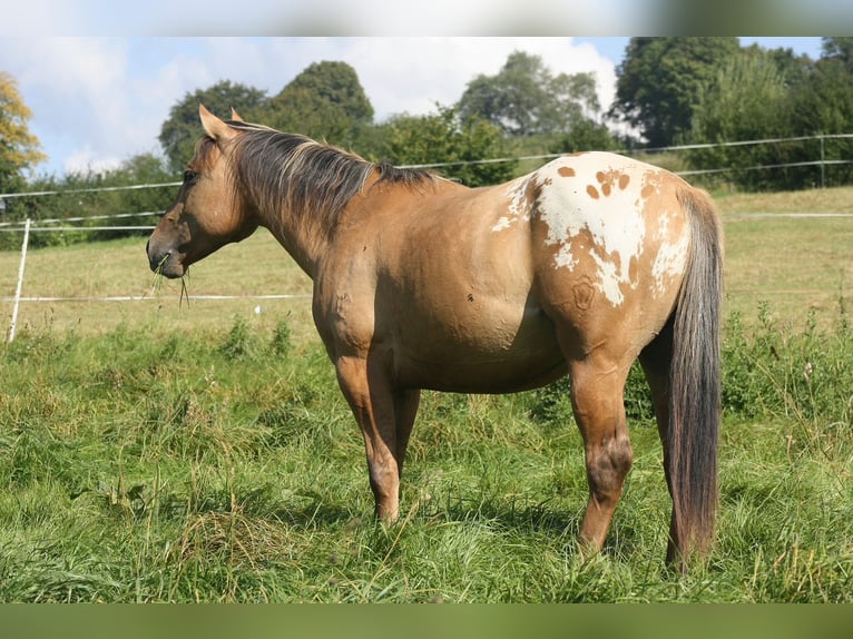 Appaloosa Gelding 14 years 14.2 hh Dun in Schieder-Schwalenberg