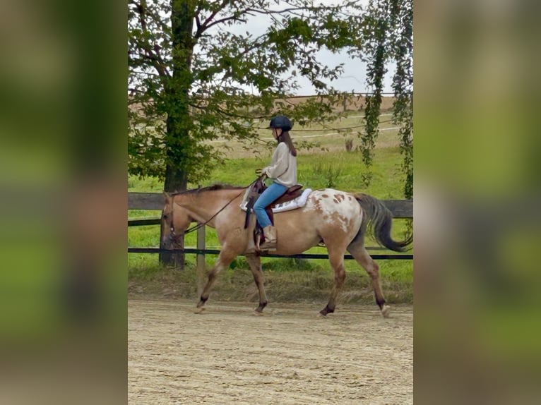 Appaloosa Gelding 14 years 14.2 hh Dun in Schieder-Schwalenberg