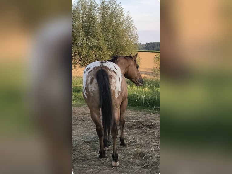 Appaloosa Gelding 14 years 14.2 hh Dun in Schieder-Schwalenberg