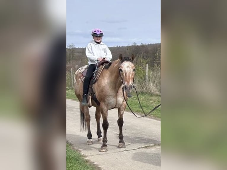 Appaloosa Gelding 14 years 14.2 hh Dun in Schieder-Schwalenberg