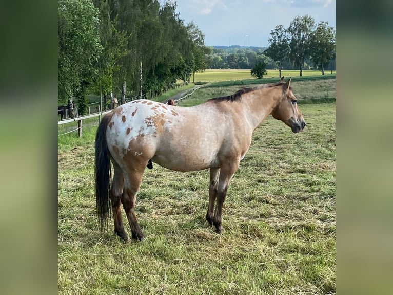 Appaloosa Gelding 14 years 14.2 hh Dun in Schieder-Schwalenberg