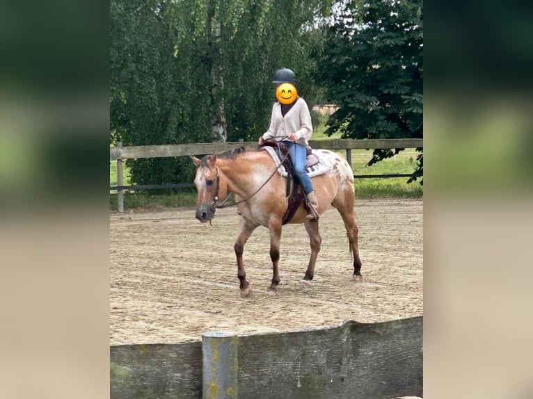 Appaloosa Gelding 14 years 14.2 hh Dun in Schieder-Schwalenberg