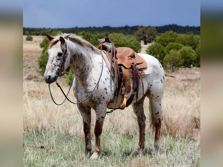 Appaloosa Gelding 14 years 14.2 hh Roan-Red in Cottonwood AZ