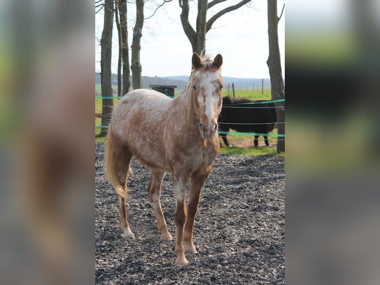 Appaloosa Gelding 14 years 14 hh in Euskirchen