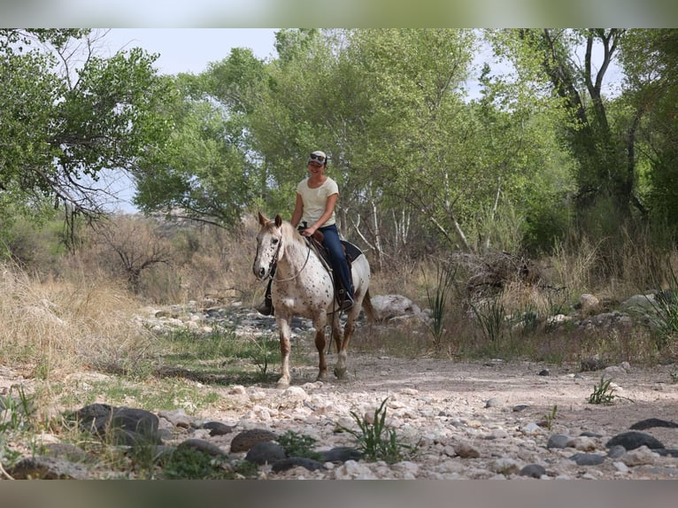 Appaloosa Gelding 14 years 14,2 hh Roan-Red in Cottonwood AZ