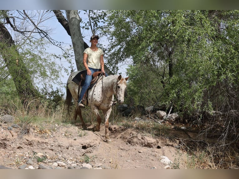 Appaloosa Gelding 14 years 14,2 hh Roan-Red in Cottonwood AZ