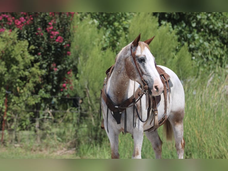 Appaloosa Gelding 14 years 14,3 hh Roan-Red in Stephenville TX