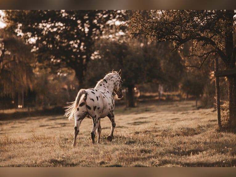 Appaloosa Gelding 14 years 15,1 hh Leopard-Piebald in Much