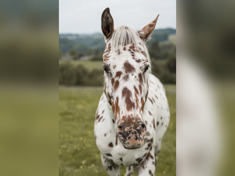 Appaloosa Gelding 14 years 15,1 hh Leopard-Piebald in Much