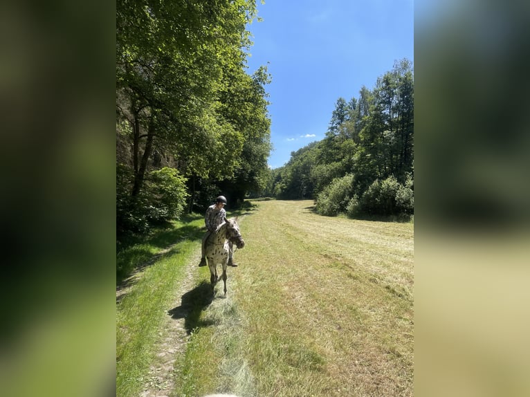 Appaloosa Gelding 14 years 15,1 hh Leopard-Piebald in Much