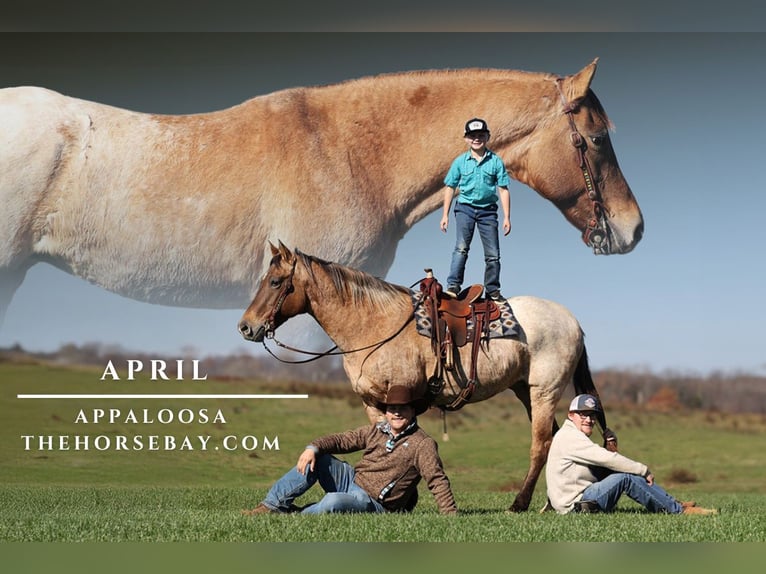 Appaloosa Gelding 14 years 15,2 hh Buckskin in Parkers Lake, KY