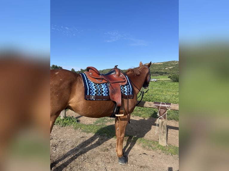 Appaloosa Gelding 14 years 15,2 hh Chestnut-Red in Comps