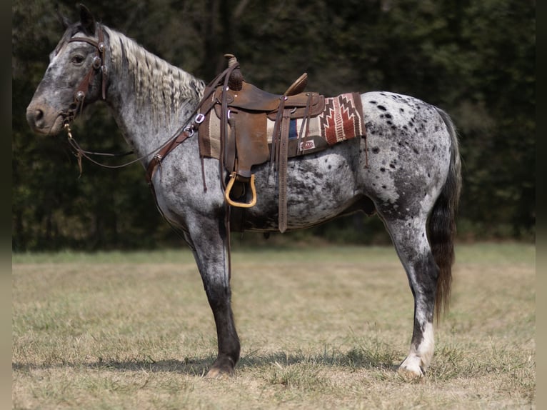 Appaloosa Gelding 14 years 15 hh Roan-Blue in Marble Hill