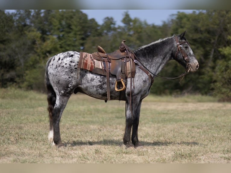 Appaloosa Gelding 14 years 15 hh Roan-Blue in Marble Hill