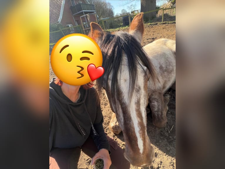 Appaloosa Gelding 14 years 15,2 hh  in Reken