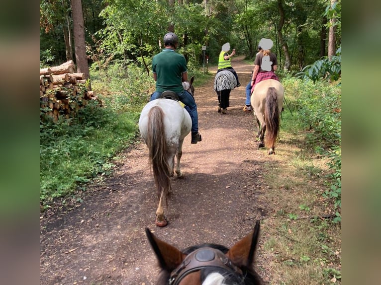 Appaloosa Gelding 14 years 15,2 hh  in Reken