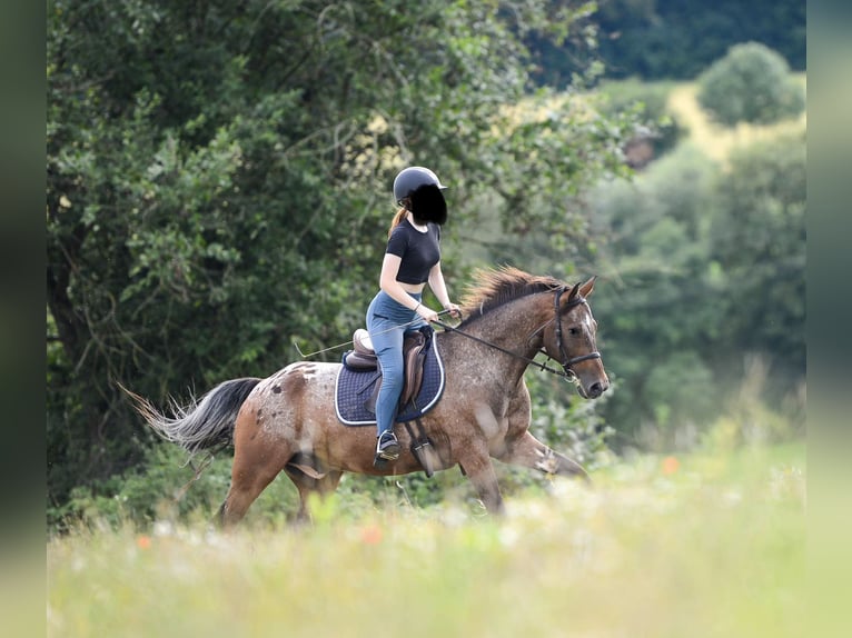 Appaloosa Mix Gelding 14 years 15,2 hh Leopard-Piebald in Kronberg im Taunus
