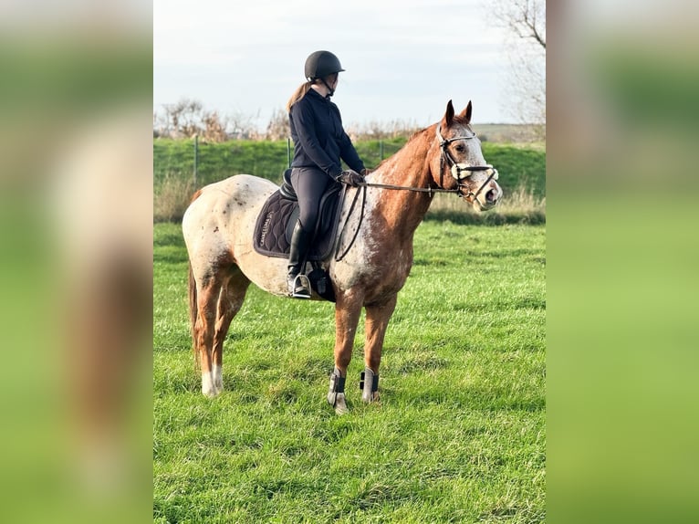 Appaloosa Gelding 14 years 15,2 hh Leopard-Piebald in W&#xFC;lperode