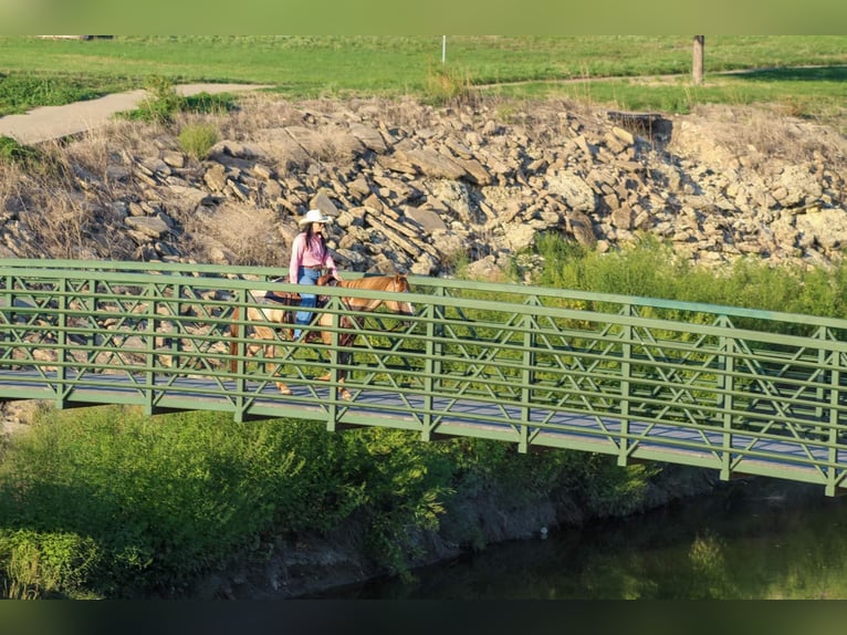 Appaloosa Gelding 15 years 13.2 hh Roan-Red in Stephenville TX