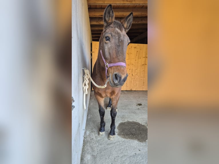 Appaloosa Mix Gelding 15 years 14.2 hh Brown in Assling
