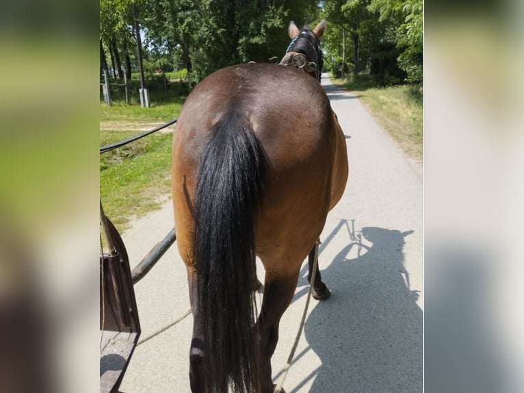 Appaloosa Mix Gelding 15 years 14.2 hh Brown in Assling